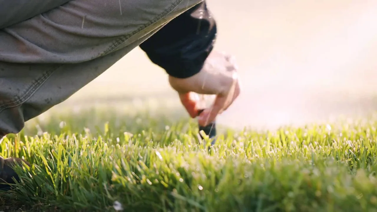 how to renovate lawn in fall